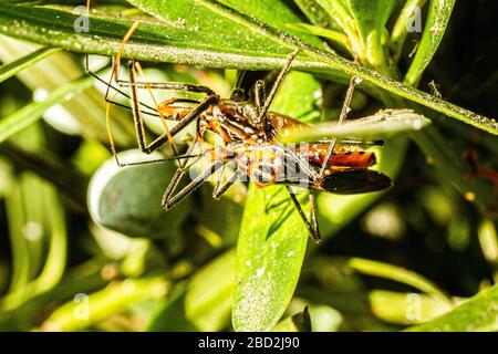 Milchweed-Asassin-Wanze (Zelus longipes). Florianopolis, Santa Catarina, Brasilien. Stockfoto