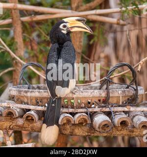 Orientalische Pied Hornbill vogel Nahaufnahme Stockfoto