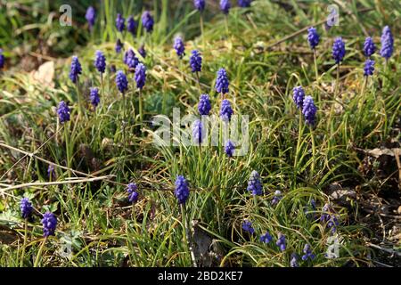 Traubenhyazinthe auch als Bluebell oder Muscari bekannt Stockfoto