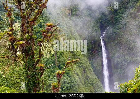 Ein breiter Schuss eines Wasserfalls im Nebelwald von Costa Rica, mit einem toten Baum bedeckt mit Bromelien im Vordergrund. Stockfoto