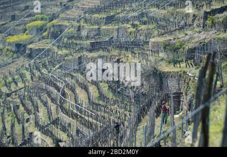 Lauffen Am Neckar, Deutschland. April 2020. Friedlinde Gurr-Hirsch (CDU), Abgeordnete des Landtags von Baden-Württemberg, legt Pheromon-Ampullen zwischen Reben in einem Weinberg an. Die Anwendung von Ampullen, die das Lockmittel enthalten, dient der Bekämpfung von Schädlingen im Weinanbau - die Pheromone sollen verhindern, dass der Traubenbeermott Eier legt. Kredit: Marijan Murat / dpa / Alamy Live News Stockfoto