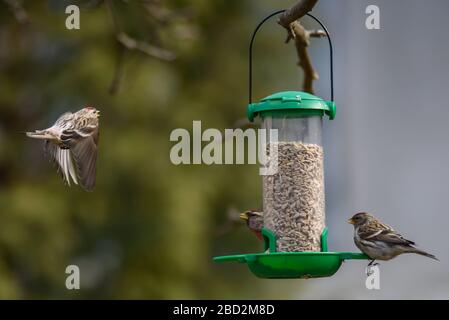 Üblicher Rotbarsch, Acantthis flammea fliegt zum Vogelzubringer. Zwei Vögel auf Vogelzubringer. Stockfoto