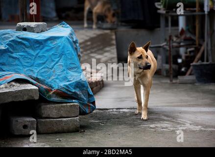 Deutscher Schäferhund, der auf der Straße läuft. Großer brauner Hund, der auf dem Territorium des Hauses läuft. Konzept der Sicherheit zu Hause oder Hundeschutz.Pastel vint Stockfoto