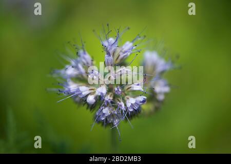 phacelia blüht auf dem Naturhintergrund Stockfoto