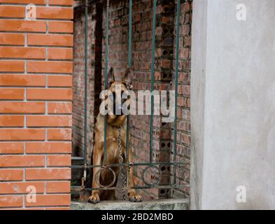 Porträt des deutschen Schäferhundes steht hinter einem Metallzaun im Hof.EIN großer brauner Hund sitzt auf dem Territorium des Hauses. Konzept der Sicherheit zu Hause Stockfoto