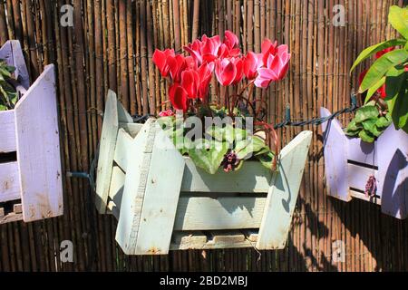 Dekorative Holzblumenkiste an einem Zaun. Stockfoto