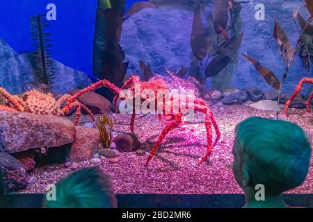 Toronto, Kanada - 20. August 2018: Zwei junge Jungen, die eine riesige japanische Spinnenkrabbe, Macrocheira kaempferi, in einem Glastank im Ripley's Aquarium, Toronto, Kanada beobachten Stockfoto