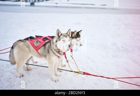 husky im Schnee im Gurtzeug Stockfoto