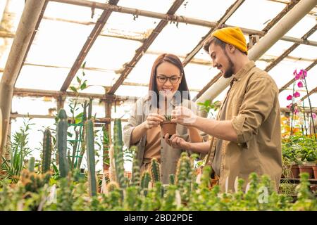Positive junge multiethnische Baumschularbeiter untersuchen Kakteen und bauen sie im Gewächshaus aus Stockfoto