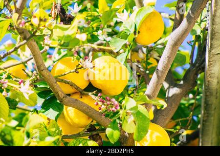 Limassol Zypern 6. April 2020 Blick auf verschiedene Zitronen, die in den Straßen von Limassol auf Zypern wachsen Stockfoto