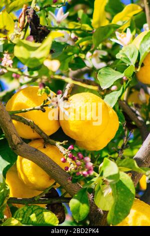 Limassol Zypern 6. April 2020 Blick auf verschiedene Zitronen, die in den Straßen von Limassol auf Zypern wachsen Stockfoto