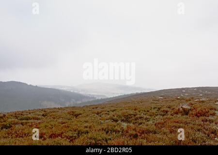 Foggy Ticknock-Berglandschaft mit Heideflächen, Dublin, Irland Stockfoto