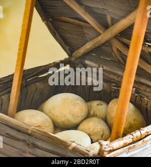 Ägypten, Mittelägypten, Museum von Mallawi, Fotos aufgenommen 2009, vor seiner Plünderung im Jahr 2013. Eier von Ibis. Stockfoto