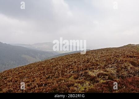 Foggy Ticknock-Berglandschaft mit Heideflächen, Dublin, Irland Stockfoto