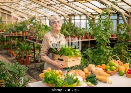 Portrait des Inhalts ältere Frau in der Schürze, die mit Schachtel frischem Gemüse steht, während sie es im Gewächshaus anbauen Stockfoto