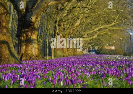 Krokusse, violette Blumen und Bäume im Park, gestin, Szczecin Stockfoto