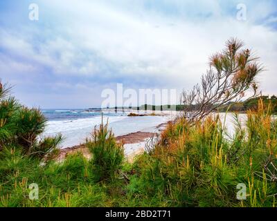 Der Frühling in Cala Liberotto mit dem klaren Meer und der wilden Natur des Golf von Orosei, im Zentrum der Ostküste von Sardinien Stockfoto