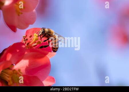 Makro-Nahaufnahme von Honigbienen, die blühende Quitte bestäuben, blühen im Frühling auf dem Busch vor blauem Himmel mit Kopierraum. Stockfoto