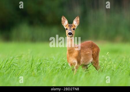 Überraschter Rehe, der von vorne in die Kamera blickt und Platz für Kopien bietet. Stockfoto