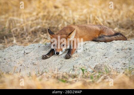 Gelangweilter junger Rotfuchs, der sich auf dem landwirtschaftlichen Feld niederlegt und Beine streckt Stockfoto