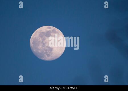 London, Großbritannien. April 2020. Wetter in Großbritannien - EIN 97 % schwungender gibbous Mond wird durch Bäume im Nordwesten Londons gesehen. Am Abend des 7. April wird ein Vollmond aufsteigen, der in den frühen Morgenstunden des 8. April als Supermond (dieser Monat als Pinkmond bekannt) seinen Höhepunkt erreicht. Kredit: Stephen Chung / Alamy Live News Stockfoto