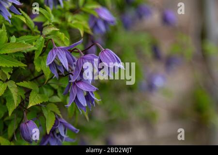 Lila Frühling blüht Clematis Alpina. Stockfoto