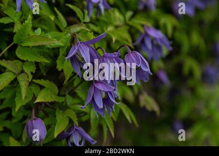 Lila Frühling blüht Clematis Alpina. Stockfoto