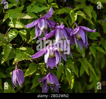 Lila Frühling blüht Clematis Alpina. Stockfoto