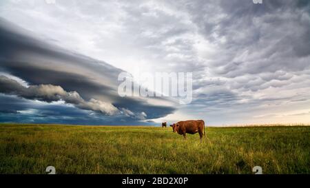 Am Horizont erscheint eine Schelfwolke von einem herannahenden Gewitter, während Kühe auf einem Feld grasen Stockfoto