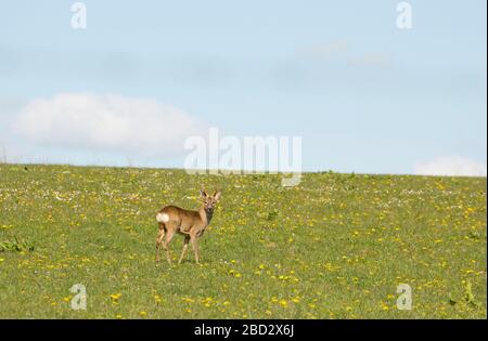 Ein Roe Deer Buck, Capreolus Capreolus, heraus in einem Weidefeld Anfang April 2020 in Norddorset England Großbritannien GB Stockfoto