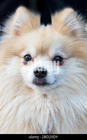 Nahaufnahme Porträt eines pelzigen weißen pommerschen Hundes mit Ein lustiger Ausdruck auf seinem Gesicht Stockfoto