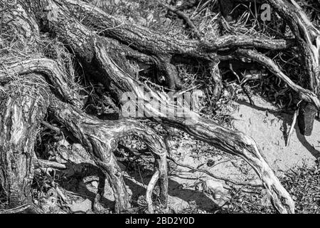 Schwarz-Weiß-Schuss von Wurzeln in einem Naherholungsgebiet am Bodensee Stockfoto