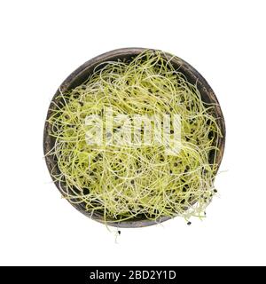 Knoblauchsprossen in schwarzer Schüssel. Sprießende Microgreens auf dunkler Keramikschale. Stockfoto