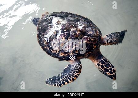 Große junge Schildkröten schwimmen im Wasser, Umweltverschmutzung und sparen Tiere im Sea Turtles Conservation Research Project Center in Bentota, Sri L Stockfoto