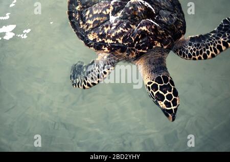 Große junge Schildkröten schwimmen im Wasser, Umweltverschmutzung und sparen Tiere im Sea Turtles Conservation Research Project Center in Bentota, Sri L Stockfoto