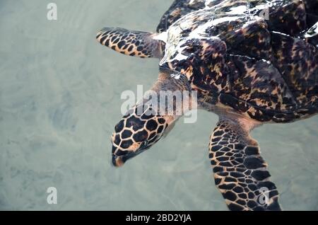 Große junge Schildkröten schwimmen im Wasser, Umweltverschmutzung und sparen Tiere im Sea Turtles Conservation Research Project Center in Bentota, Sri L Stockfoto