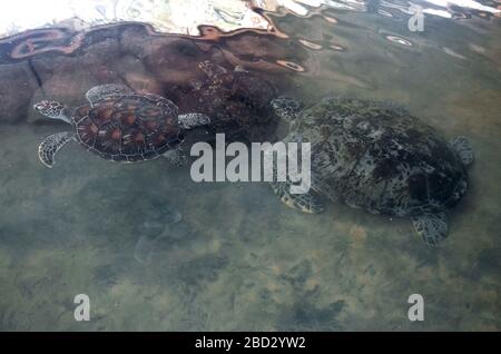 Große junge Schildkröten schwimmen im Wasser, Umweltverschmutzung und sparen Tiere im Sea Turtles Conservation Research Project Center in Bentota, Sri L Stockfoto