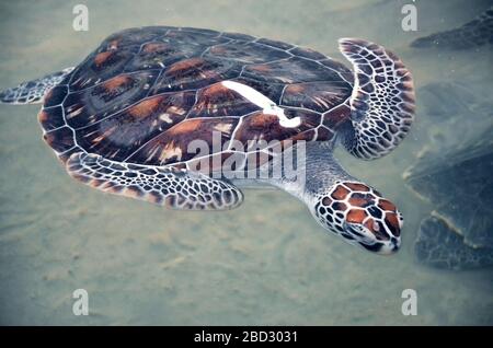 Große junge Schildkröten schwimmen im Wasser, Umweltverschmutzung und sparen Tiere im Sea Turtles Conservation Research Project Center in Bentota, Sri L Stockfoto