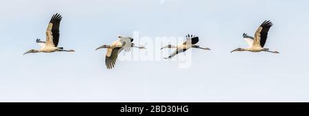 Kombination aus vier Fotos von einem Wood Stork (Mycteria Americana), der über das Merritt Island National Wildlife Refuge, Florida, USA, fliegt. Stockfoto