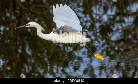 Ein Snowy Egret (Egretta thula), der im Merritt Island National Wildlife Refuge, Florida, USA, über Wasser fliegt. Stockfoto