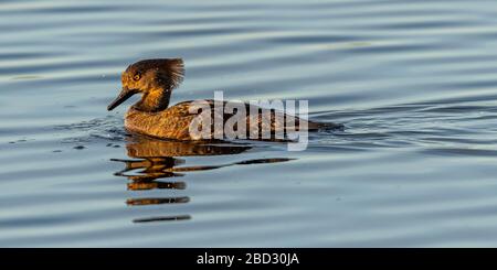 Ein unreifer männlicher Hooded Merganser (Lophodytes cucullatus), der im Merritt Island National Wildlife Refuge, Florida, USA, auf dem Wasser schwimmt. Stockfoto