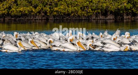 Eine Schar amerikanischer Weißer Pelikane (Pelecanus erythrorhynchos), die als Gruppe im Merritt Island National Wildlife Refuge, Florida, schwimmen und angeln. Stockfoto