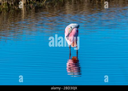 Ein Wading Roseate Spoonbill (Platalea ajaja), der seine Federn predigiert, spiegelt sich im Wasser in Merrit Island National Wildlife Refute in Florida, USA wider Stockfoto