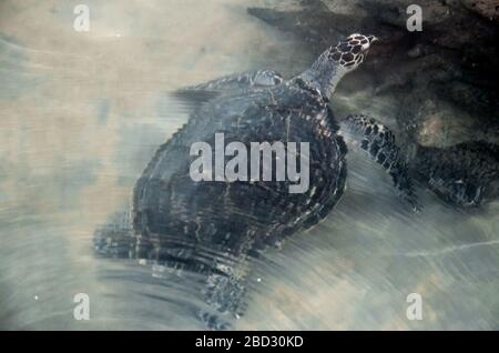 Große junge Schildkröten schwimmen im Wasser, Umweltverschmutzung und sparen Tiere im Sea Turtles Conservation Research Project Center in Bentota, Sri L Stockfoto