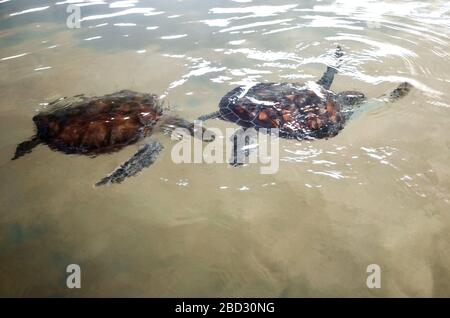 Große junge Schildkröten schwimmen im Wasser, Umweltverschmutzung und sparen Tiere im Sea Turtles Conservation Research Project Center in Bentota, Sri L Stockfoto
