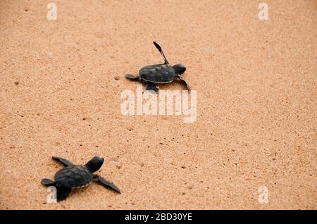 Zwei kleine Schildkröten krabbeln am Sand auf dem Ozean zum Wasser und speichern und kleben Tiere im Sea Turtles Conservation Research Project Center in Stockfoto