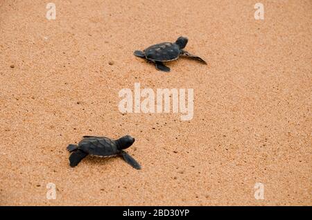 Zwei kleine Schildkröten krabbeln am Sand auf dem Ozean zum Wasser und speichern und kleben Tiere im Sea Turtles Conservation Research Project Center in Stockfoto