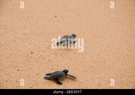 Zwei kleine Schildkröten krabbeln am Sand auf dem Ozean zum Wasser und speichern und kleben Tiere im Sea Turtles Conservation Research Project Center in Stockfoto