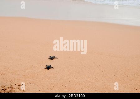 Zwei kleine Schildkröten krabbeln am Sand auf dem Ozean zum Wasser und speichern und kleben Tiere im Sea Turtles Conservation Research Project Center in Stockfoto