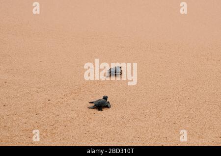 Zwei kleine Schildkröten krabbeln am Sand auf dem Ozean zum Wasser und speichern und kleben Tiere im Sea Turtles Conservation Research Project Center in Stockfoto